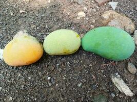 Fresh and beautiful mango fruit on land background. Mango fruit on land background. photo