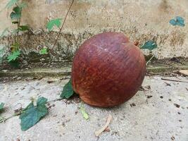 antiguo Coco con marrón cáscara en hormigón pared antecedentes. antiguo Coco, playa árbol. foto