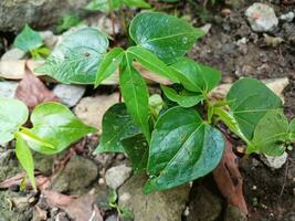 peperomia pelúcida creciente en el hogar jardín. foto