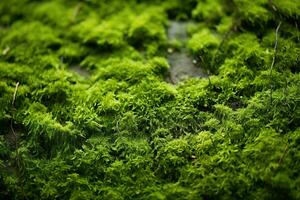 AI generated Moss texture. Natural background with copy space. Generated by artificial intelligence photo