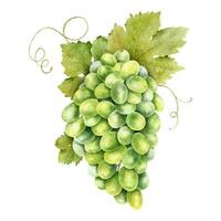 A bunch of grapes with leaves. Grape vine. Watercolor illustrations. Isolated. For the design of labels of wine, grape juice and cosmetics, wedding cards, stationery, greetings, wallpaper, invitations vector