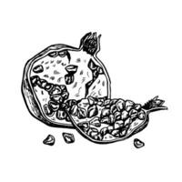 granada Fruta medio y rebanada, mano dibujado negro y blanco gráfico vector ilustración. aislado en un blanco antecedentes. para embalaje, impreso productos para pancartas y menús, textiles y carteles