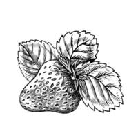 Strawberry, hand drawn black and white graphic vector illustration. Isolated on a white background. For labels, printed materials. For designer packaging, banners and menus, cards, textile and poster