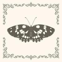 Vintage butterfly drawing with frame vector