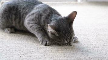 Closeup of gray striped European cat lying on beige rug at home, scratching claws video