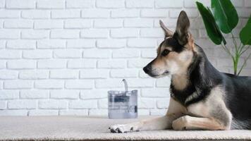 huisdier water dispenser met automatisch zwaartekracht bijvullen. detailopname van schattig hond aan het liegen Aan tapijt in de buurt huisdier fontein video