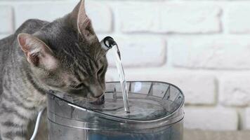 huisdier water dispenser met automatisch zwaartekracht bijvullen. detailopname van grijs gestreept Europese kat drinken van huisdier fontein video