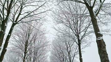 Visualizza a partire dal un' in movimento auto su un' neve coperto nazione strada con alberi e molte di neve. video