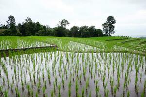 Landscape valley terraced Paddy rice fields on mountain on mountain in the countryside, Chiangmai Province of Thailand. Travel in greenery tropical rainy season concept photo