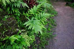 Moss and ferns on natural footpath trail in tropical rainforest  the rainy season photo