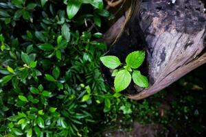 Moss and ferns on natural footpath trail in tropical rainforest  the rainy season photo