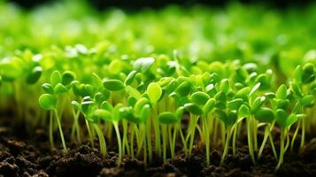 ai generado vertical agricultura tecnología microgreens crecer debajo LED luces. interior bastidores lleno de verduras verticalmente macro y micro negocio de plantas. eco productos, sano comiendo y súper alimento. foto