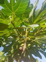 Unripe Figs Growing on a Branch of a Fig Tree photo