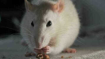 Closeup of domestic white rat eating the seeds. 4K video