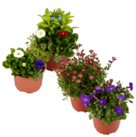 Bouquet of fresh flowers in a pot cut out isolated transparent background png