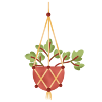 indoor hanging plants illustration png