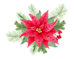 Christmas bouquet with poinsettia flower, holly berries, leaves, pine, spruce. Composition for the winter holidays New Year, Christmas. Clip art for cards, design.Handmade isolated watercolor art. png