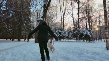 inverno Diversão alegre cachorro correr atrás às crepúsculo video