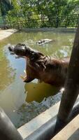 Hungry Hippo Yawns in Enclosed Pond video