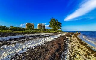 Playa del Carmen Quintana Roo Mexico 2023 Tropical Caribbean beach water seaweed sargazo Playa del Carmen Mexico. photo