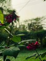 un Rosa en el jardín foto
