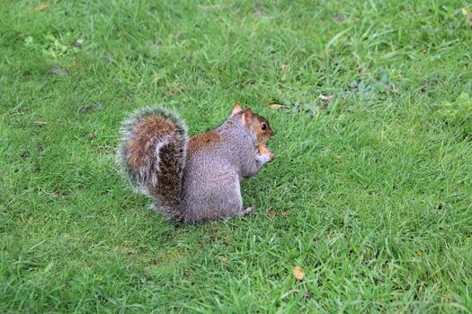 A view of a Grey Squirrel in a London Park photo