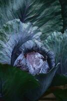 Young red cabbage growing in the field photo