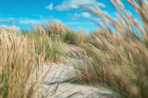 césped y arena en el dunas a skagen en Dinamarca foto