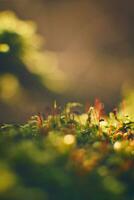 Tiny moss leaves in winter sunlight photo