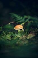 Mushroom at the forest ground photo