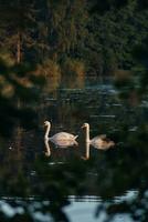 dos cisnes nadando en un estanque durante amanecer foto