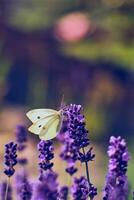 pieris mariposa coleccionar polen desde lavanda flor foto