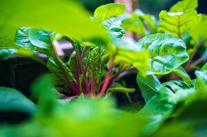 múltiple rojo acelga plantas creciente en cama foto