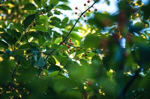 a lot of small Cherries hanging in tree photo