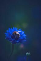 Bee collecting pollen in a Cornflower photo