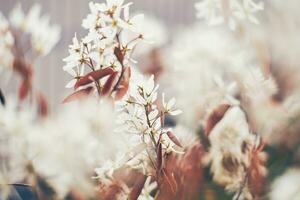 White blossoms shining through smooth bokeh photo