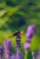 Butterfly drinking nectar from lavender Flower photo