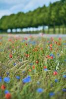 Poppy and Cornflowers in a field on a sunny day in Germany photo