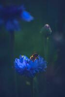 Bee in a Cornflower photo