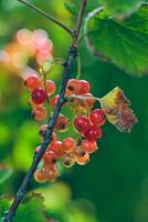 Red currants growing in the garden photo