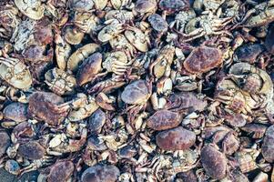 a pile of dead crabs photo