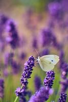 Pieris Butterfly sitting on Lavender Flower photo