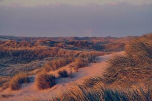 Dunes at the north sea coast in first sunlight in the morning photo