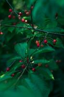 many Cherries hanging in tree photo