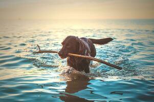 Dog fetching stick from the ocean photo