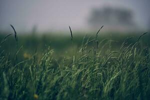 Green Grass after Rainy day photo