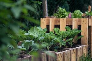 Raised Bed growing Cabbages and Kale photo