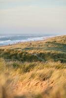 dunes and sand beach at the danish north sea coast photo