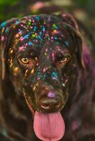 Holi Colors on Labrador Retriever photo