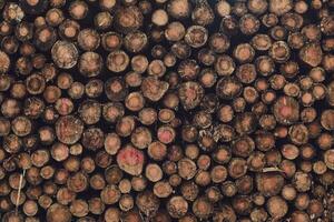 cross section of piled up logs photo